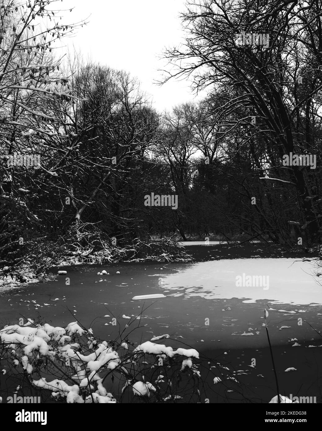 Black metal forest, first snow in a dark spooky forest, dark horror