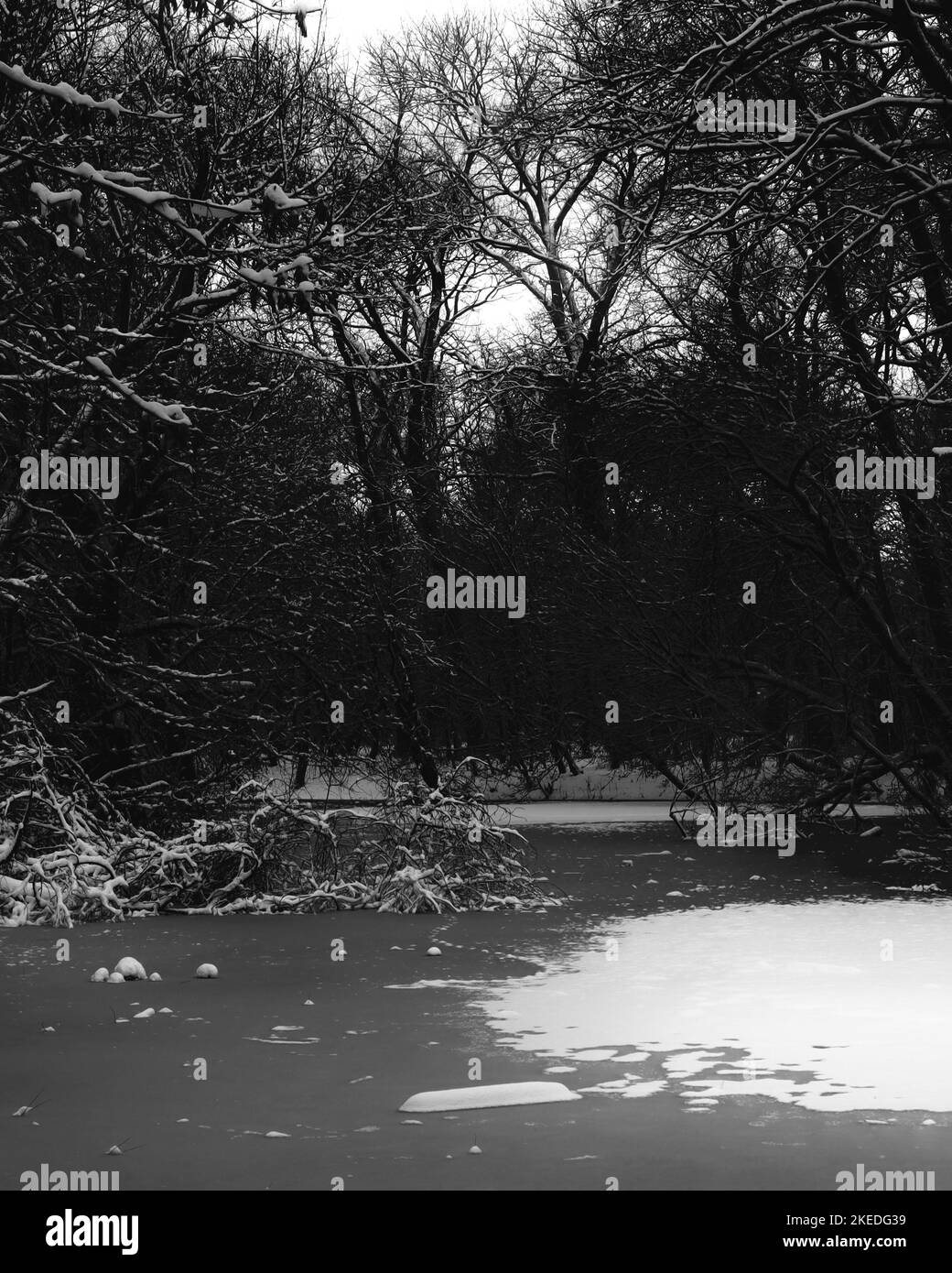 Black metal forest, first snow in a dark spooky forest, dark horror