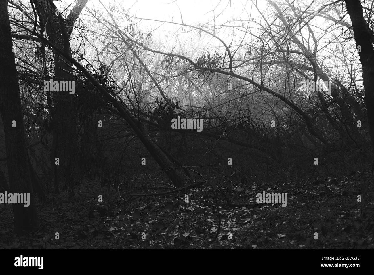 Dark foggy forest atmosphere Black and White Stock Photos & Images - Alamy