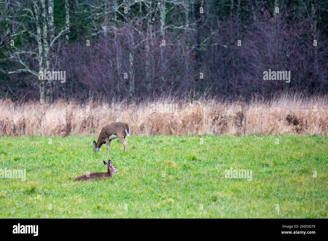 White-tailed deer (odocoileus virginianus) resting and eating in a Wisconsin field, horizontal Stock Photo