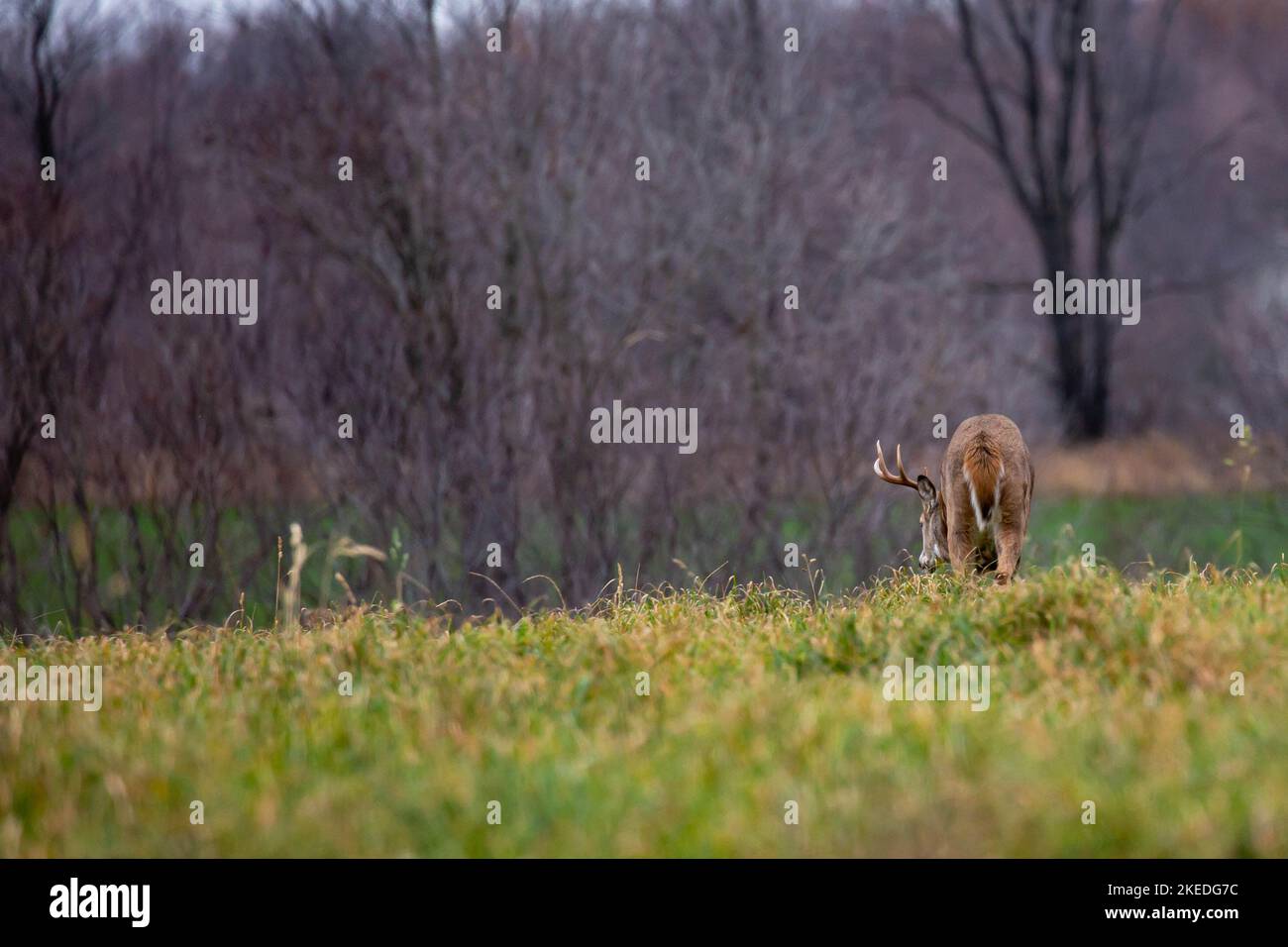 White-tailed deer buck (odocoileus virginianus) on the scent of a doe during the rut in Wisconsin, horizontal Stock Photo