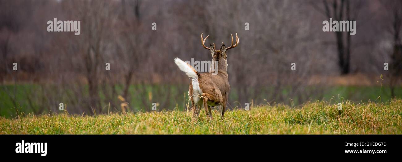 White-tailed deer buck (odocoileus virginianus) running away with tail up in Wisconsin, panorama Stock Photo
