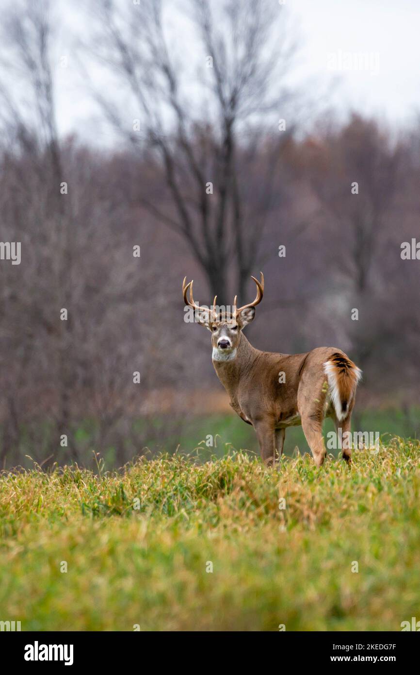 White-tailed deer buck (odocoileus virginianus) standing alert in a Wisconsin field, in November, vertical Stock Photo