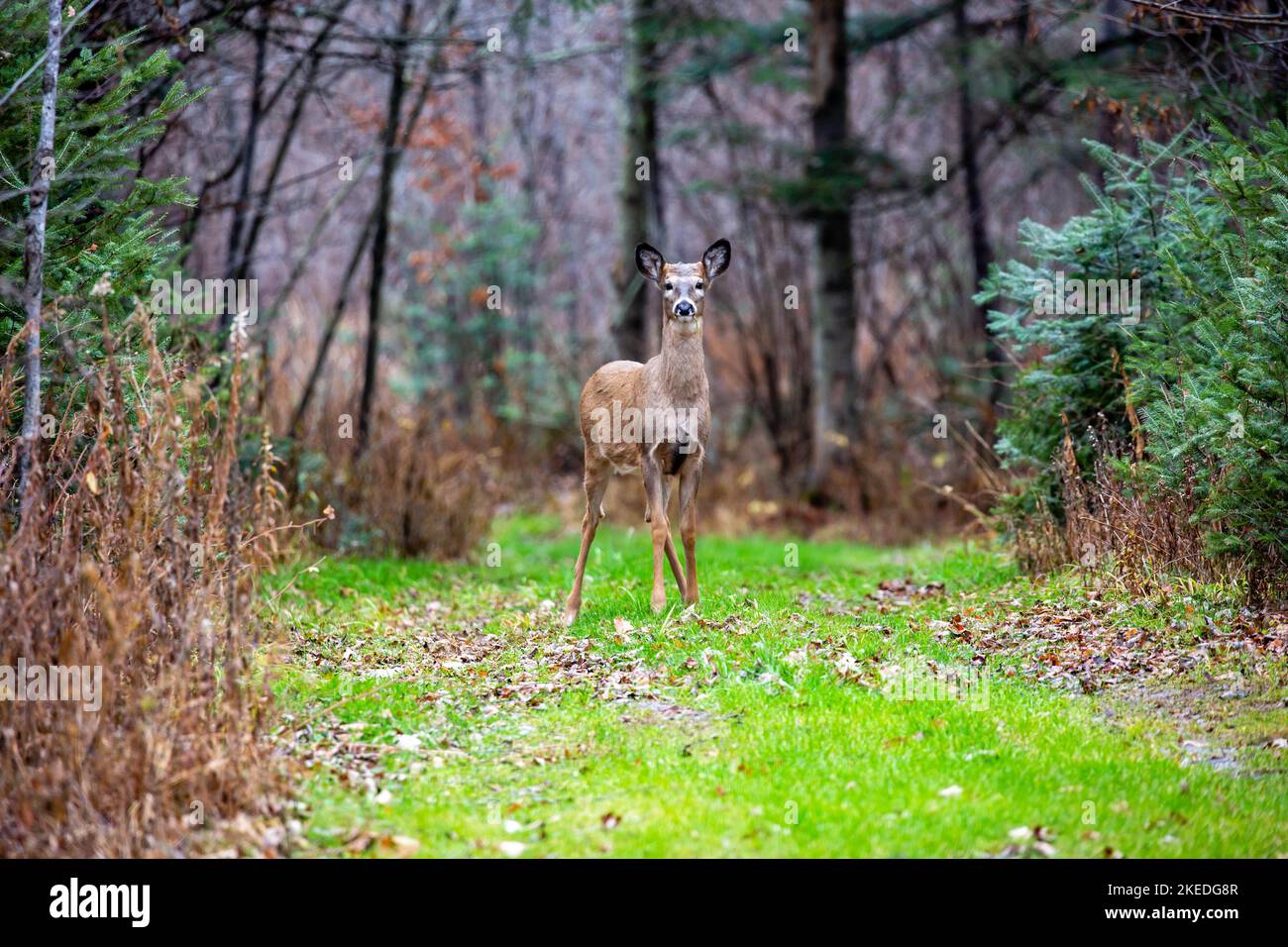 White-tailed deer fawn (odocoileus virginianus) standing alart in Wisconsin, horizontal Stock Photo