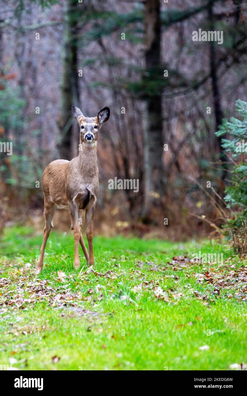 White-tailed deer fawn (odocoileus virginianus) standing alart in Wisconsin, vertical Stock Photo