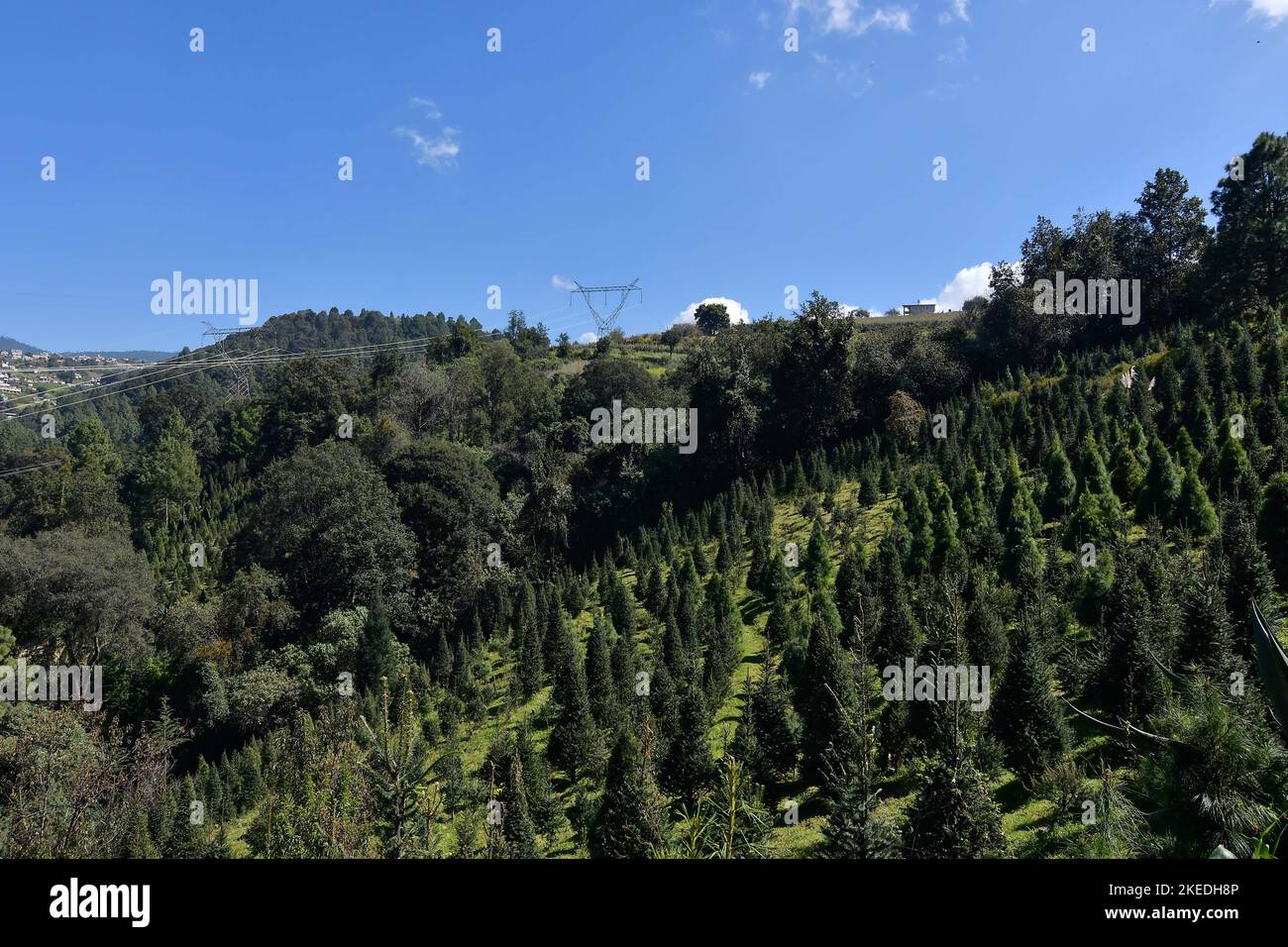 November 09 in Xonacatlan, Mexico Christmas tree growers in the state