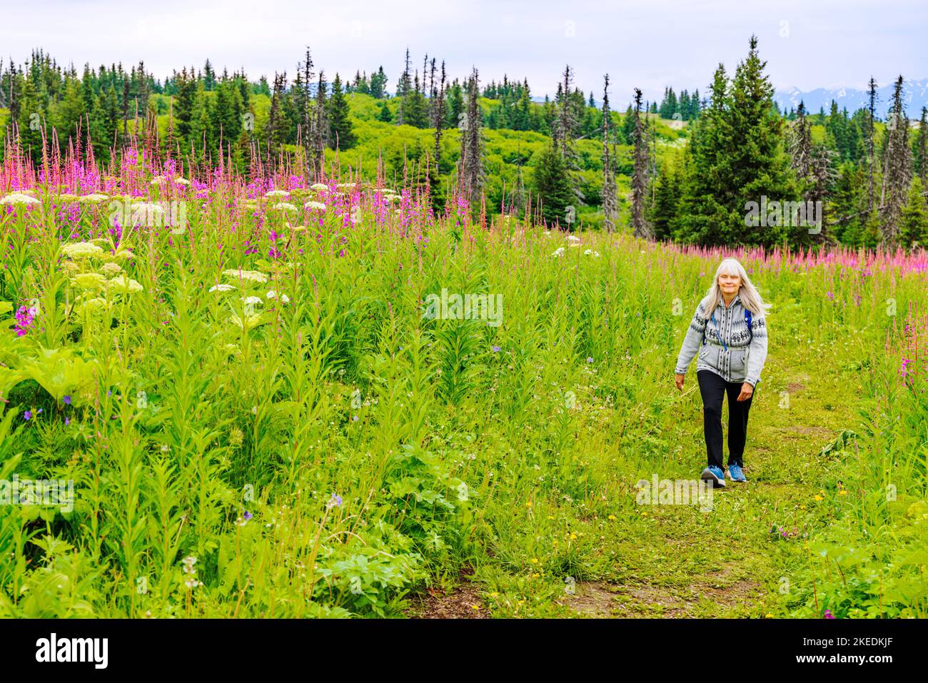 Senior woman walking; Fireweed; Chamaenerion angustifolium; and Cow Parsnip; Heracleum lanatum; Parsley; Apiaceae; Eveline State Recreation Park; view Stock Photo