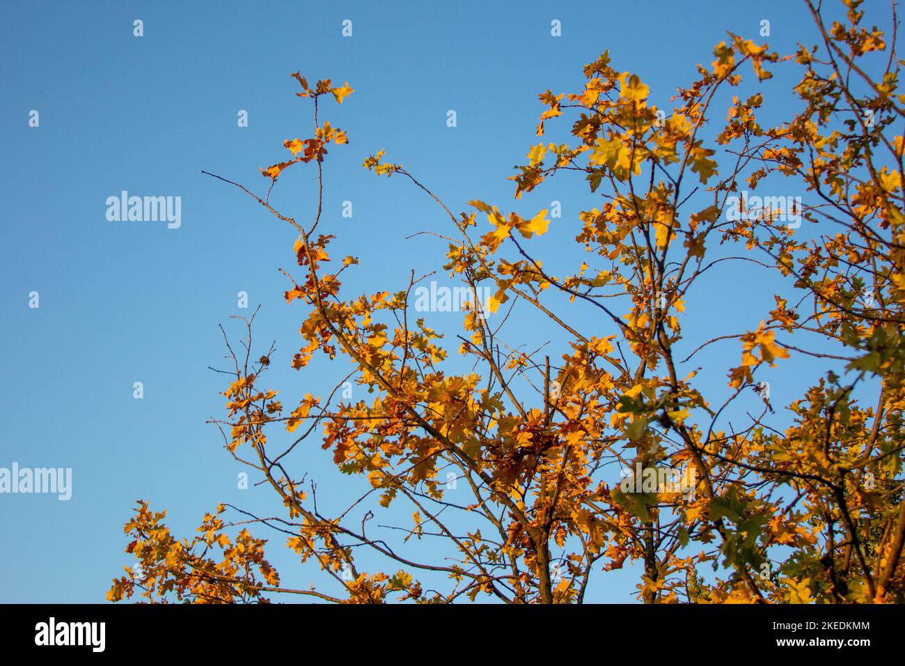 yellow autumn leaves on tree branches against a blue sky Stock Photo