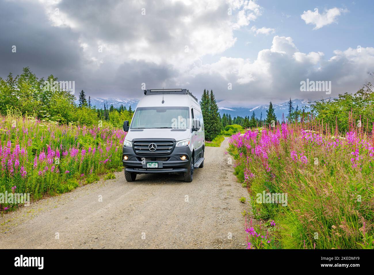 Senior woman driving Airstream Interstate 24X 4WD campervan; Fireweed wildflowers; Eveline State Recreation Park; Homer; Alaska; USA Stock Photo