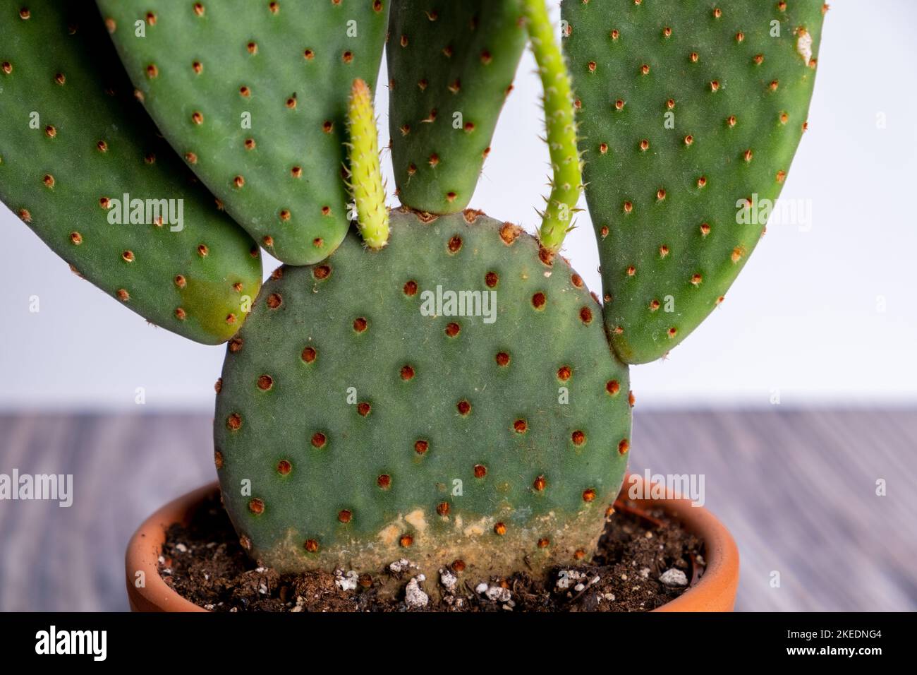 Detail of opuntia cactus potted plant. Succulent plant in pot on table. Cactus lover Stock Photo