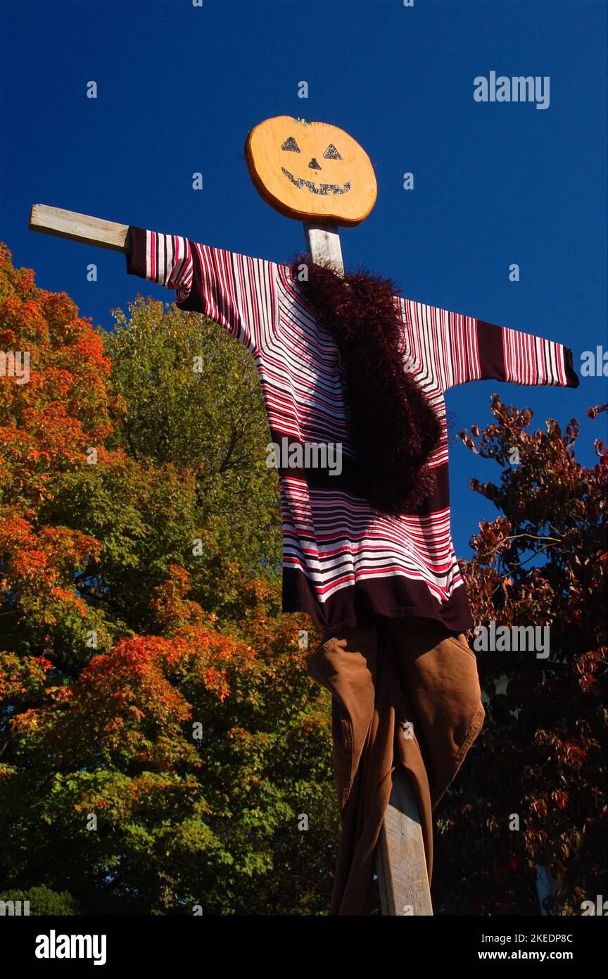 A scarecrow stands on a farm, serving more as an autumn and Halloween decoration rather than a deterrent, in a fall seasonal corn field Stock Photo