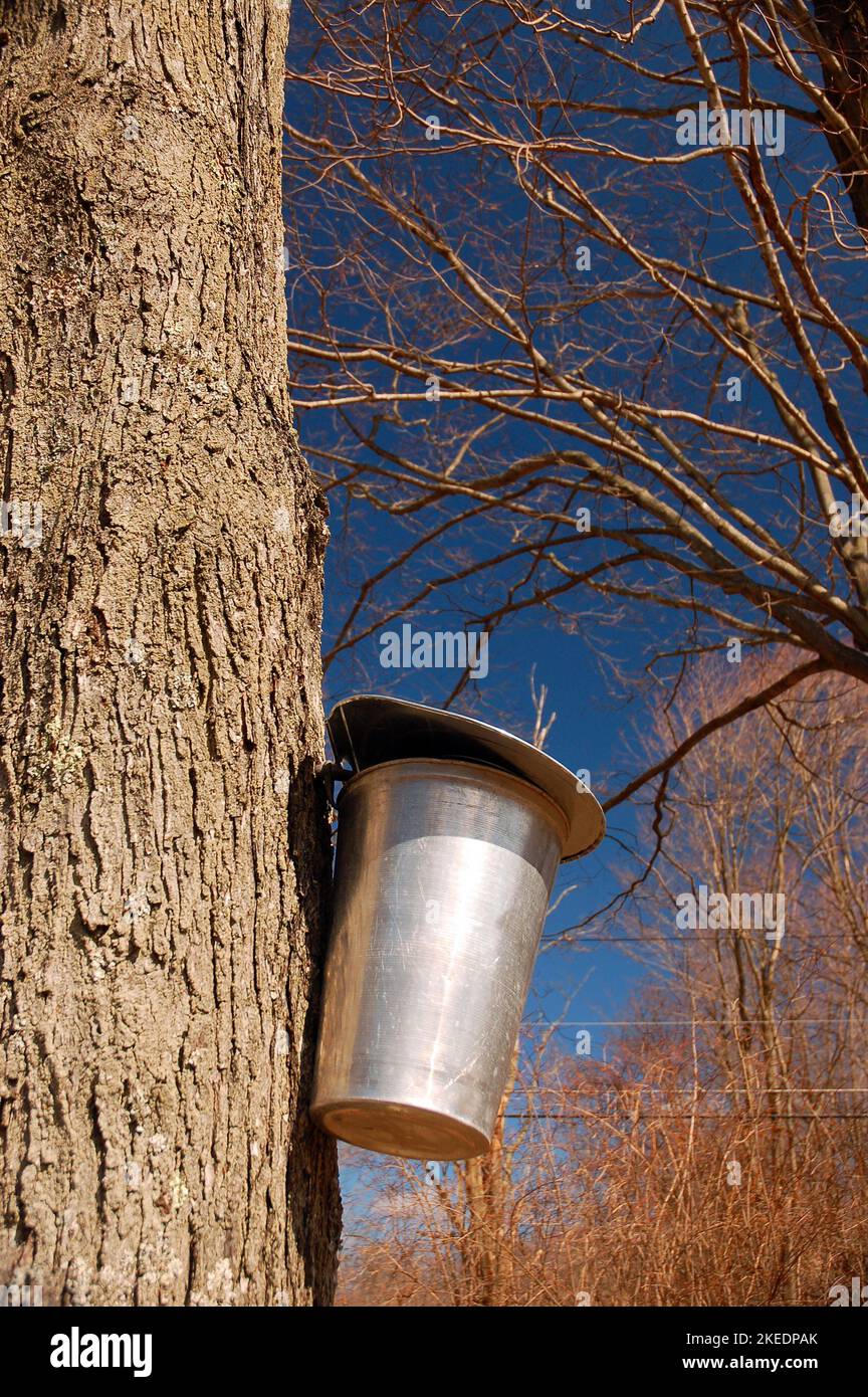 Collecting Maple Sap for Syrup Making Stock Photo