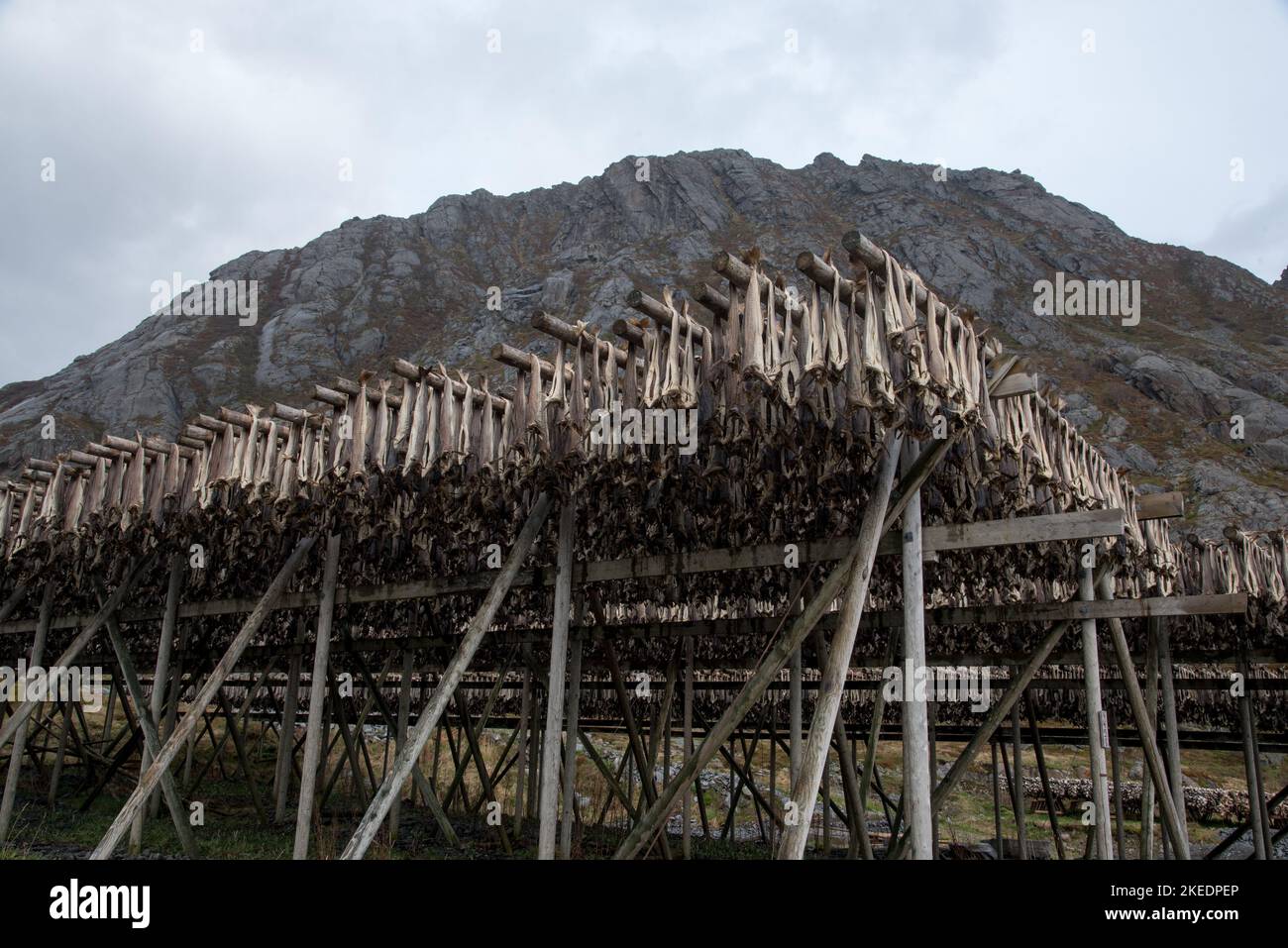 Stockfish hanging in Sund which is a tiny and pictoresque fishing villige at theLofoten archipelago in Nordland county in Norway. Stock Photo