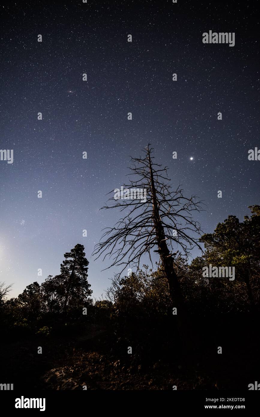 A dead pin tree and a starry night sky Stock Photo