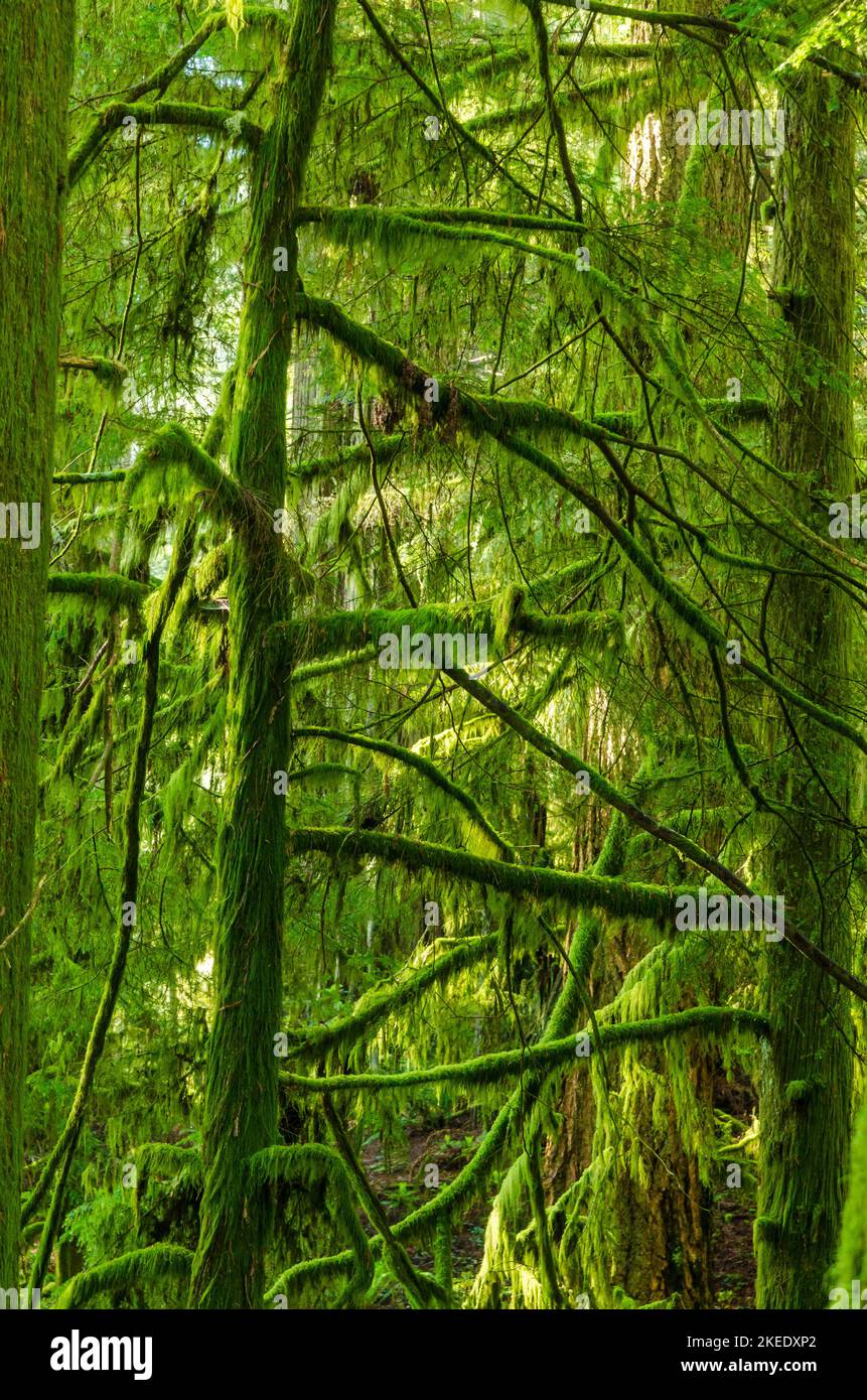 Coastal Temperate Rainforest in Oregon Stock Photo