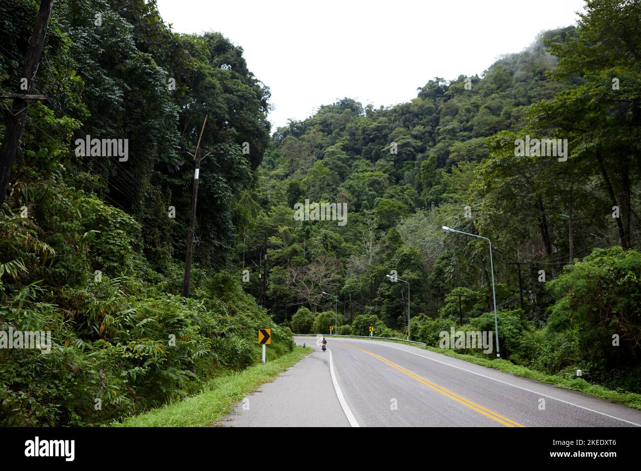 Asphalt road through the forest Stock Photo - Alamy