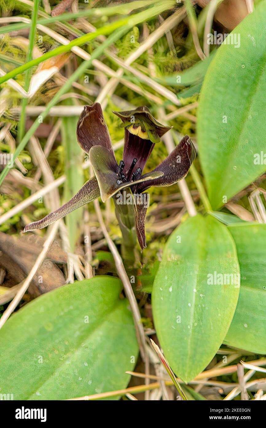 Chiloglottis valida, Common Bird Orchid Stock Photo
