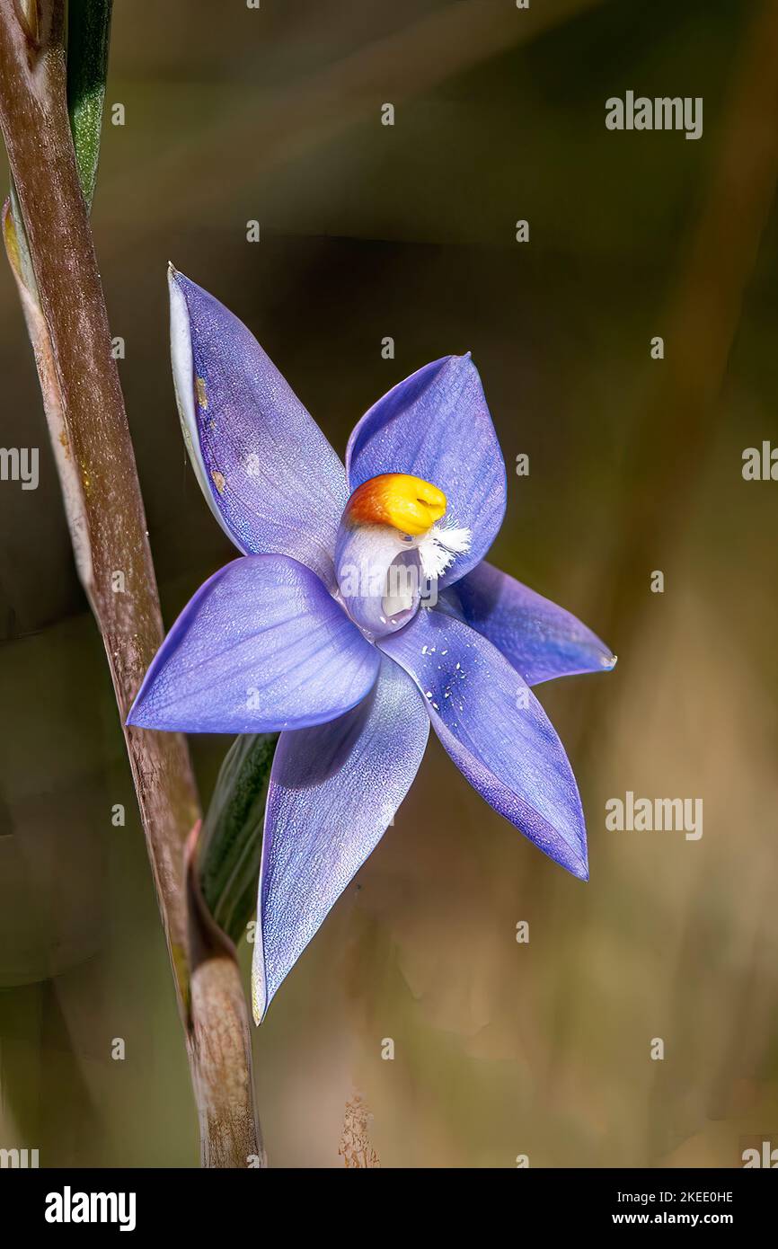 Thelymitra peniculata, Trim Sun Orchid Stock Photo