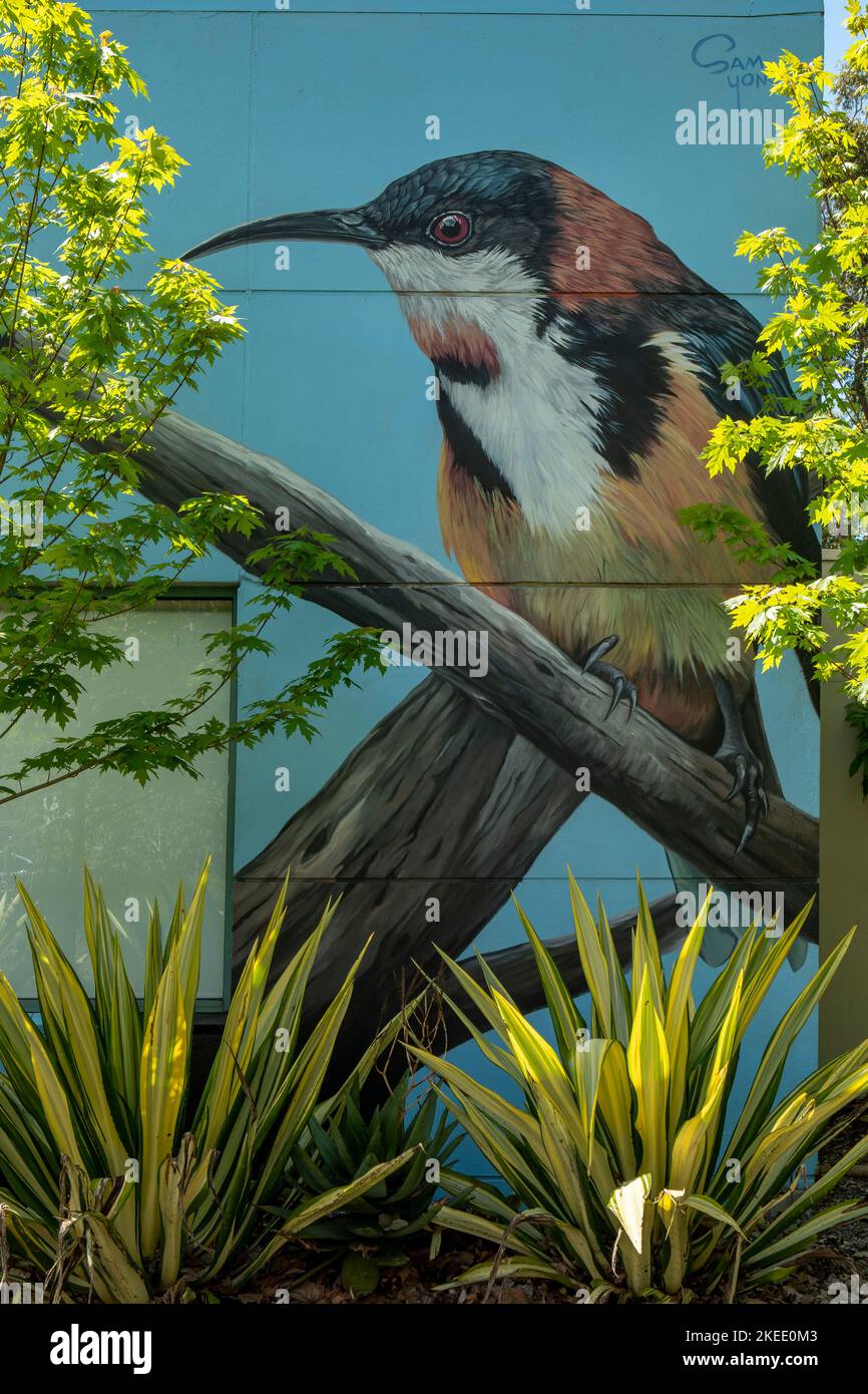 Eastern Spinebill Street Art, Collingwood, Melbourne, Victoria, Australia Stock Photo
