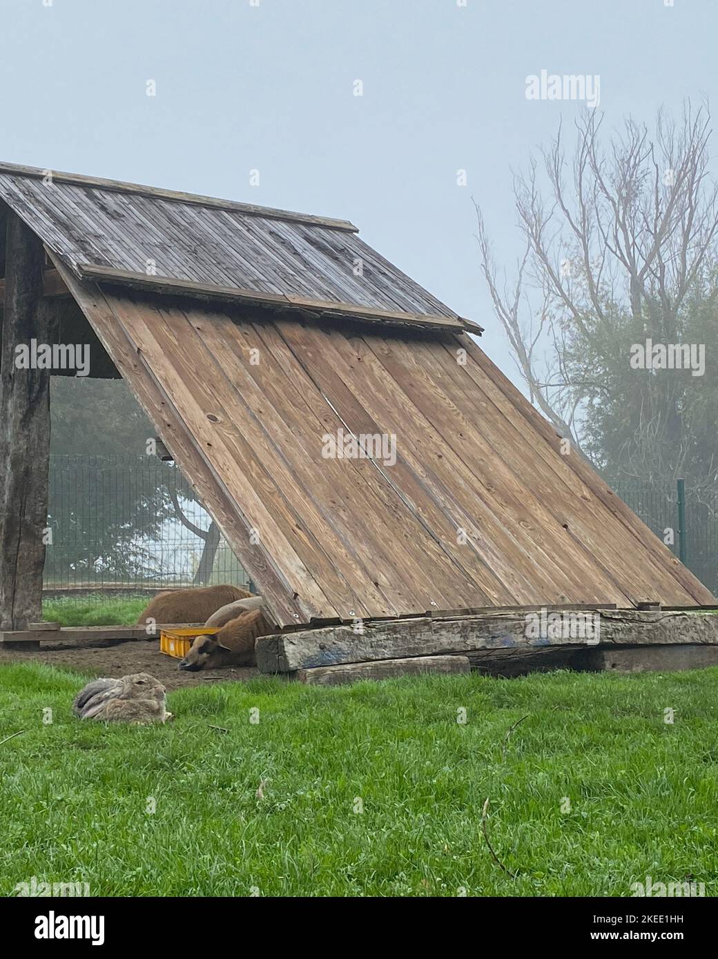 Animals grazing on green grass at farm grassland and behind wooden roof in a foggy day. Stock Photo