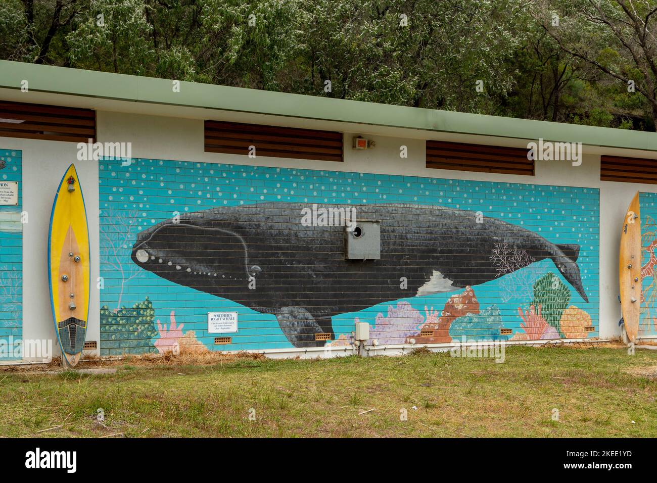 Bremer bay whale hi-res stock photography and images - Alamy