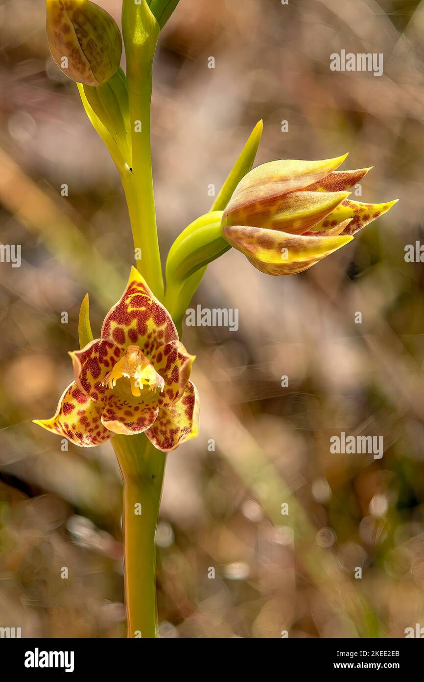 Thelymitra benthamiana, Leopard Orchid Stock Photo