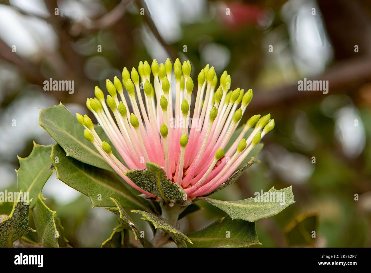 Banksia cuneata, Matchstick Banksia Stock Photo