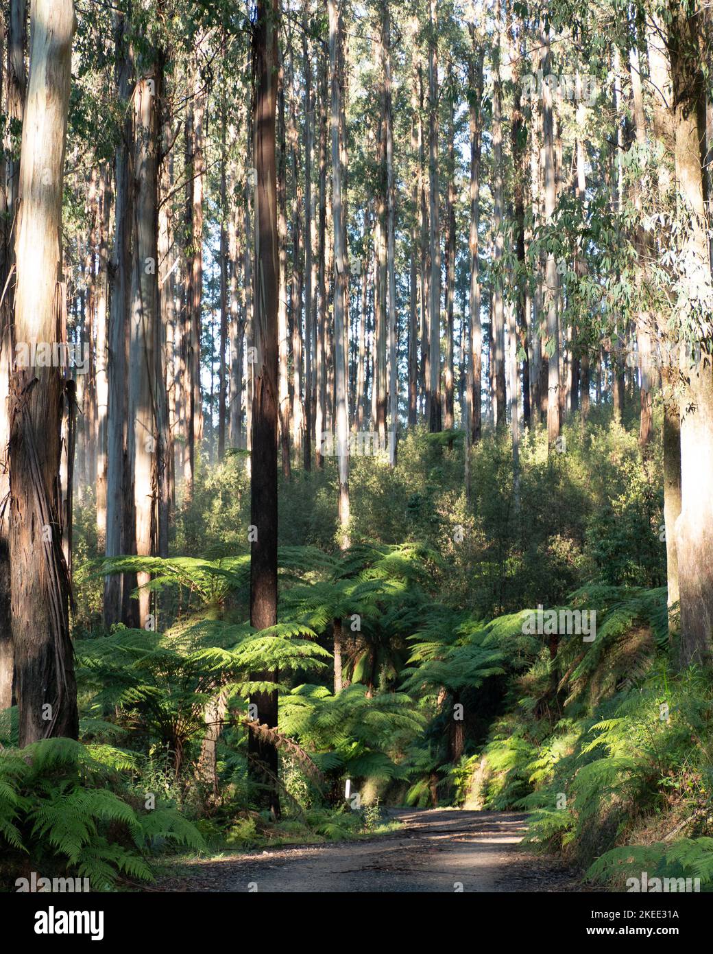 Gallery Detail: A Beautiful Rainforest With Tall Wooden Trees And Wild Tropical