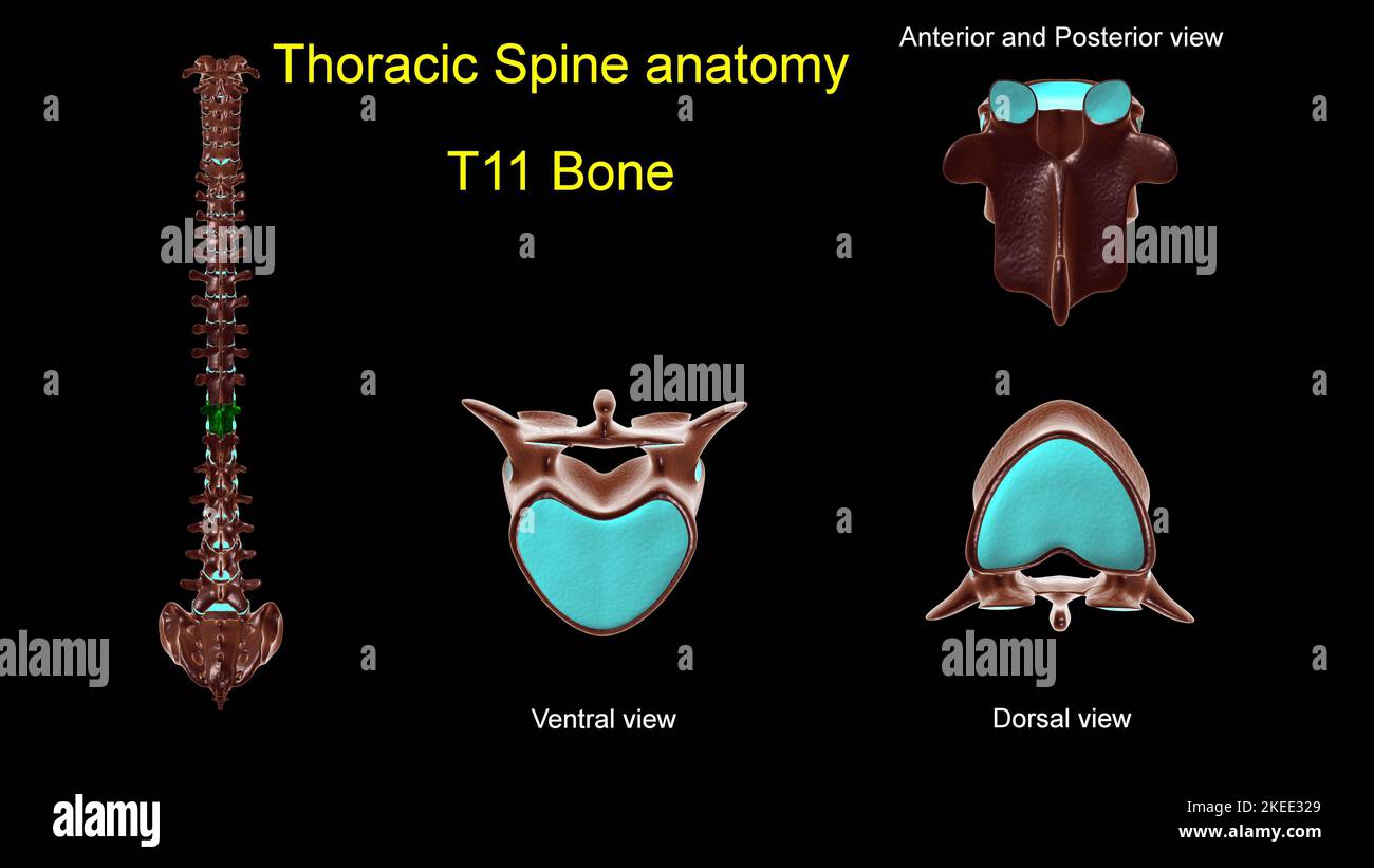 T12 vertebra hires stock photography and images Alamy