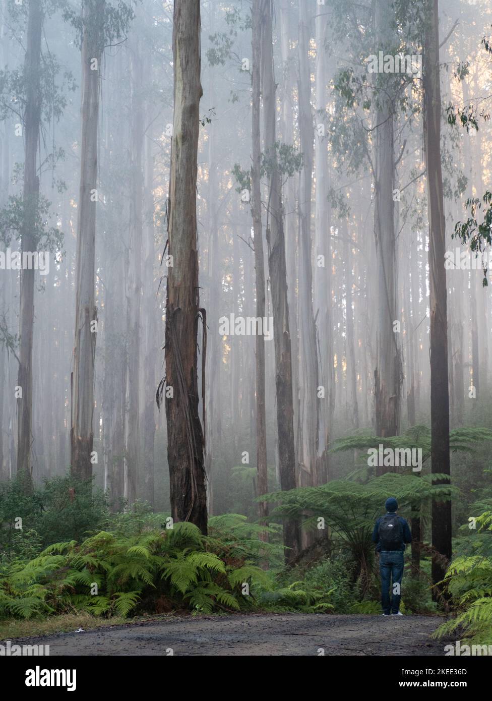 Tropical rainforest landscape man hi-res stock photography and images ...
