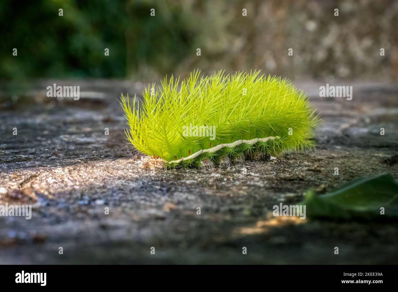 A closeup of a green fire caterpillar on the ground Stock Photo
