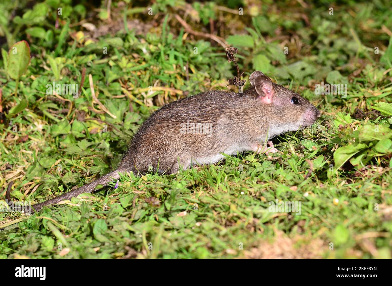 Brown or common rat rattus norvegicus Stock Photo - Alamy
