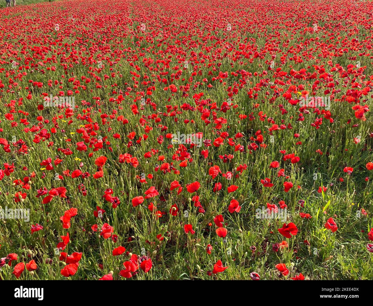 A scenic view of a field of red poppy flowers in a rural area in daylight Stock Photo