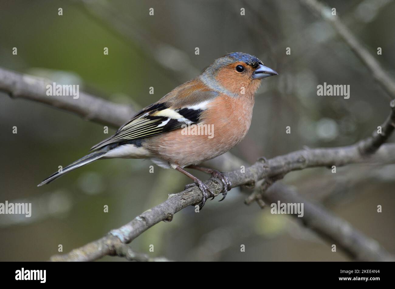adult male chaffinch fringilla coelebs perched Stock Photo