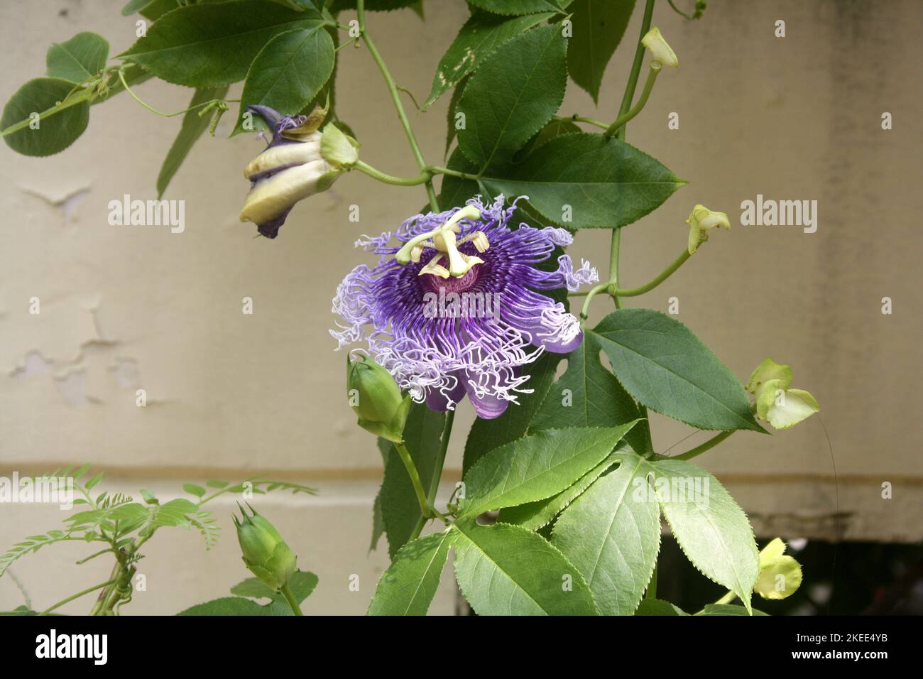 Purple-colored Passion flower (Passiflora cincinnata) in bloom : (pix SShukla) Stock Photo