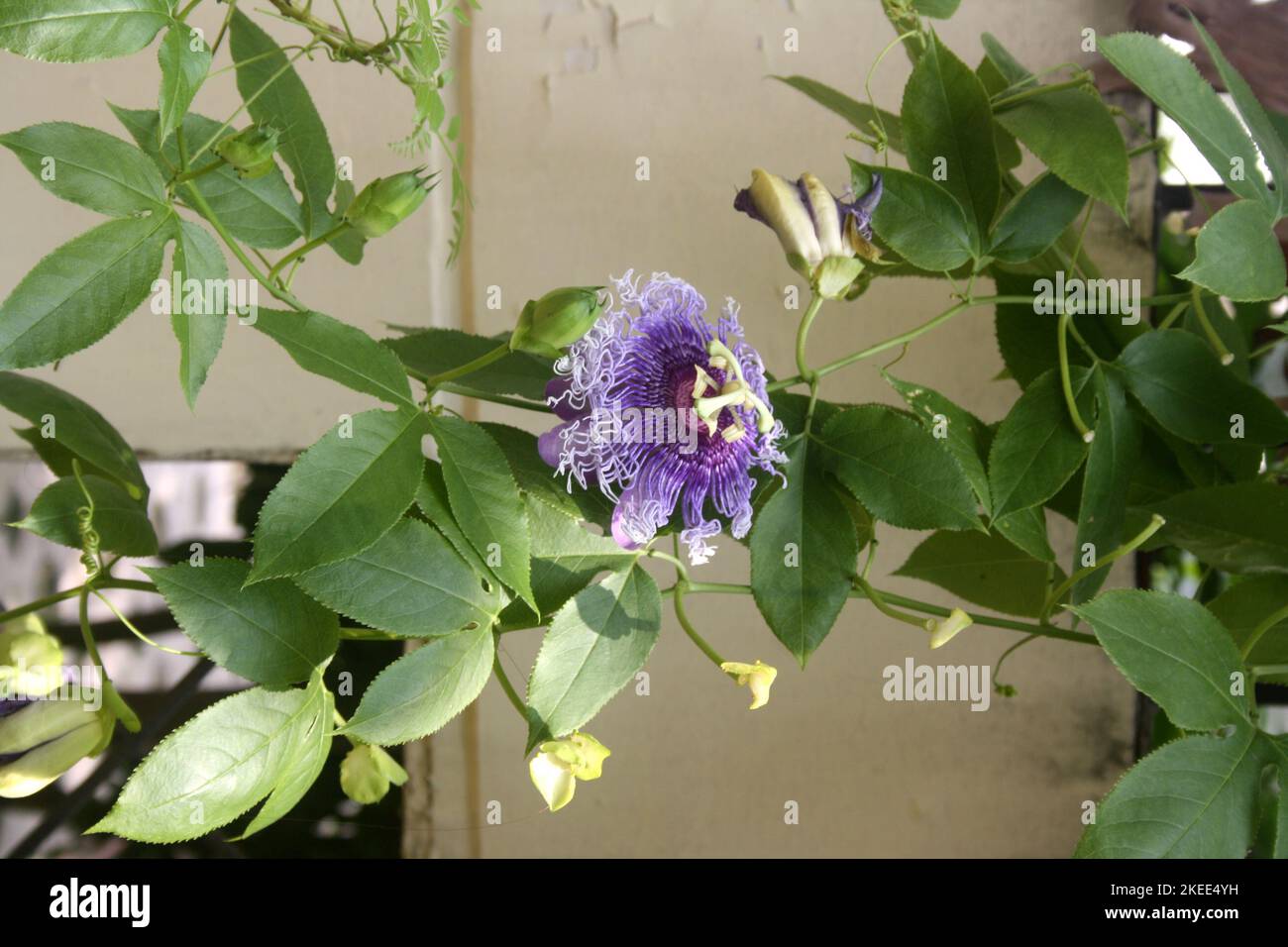 Purple-colored Passion flower (Passiflora cincinnata) in bloom : (pix SShukla) Stock Photo