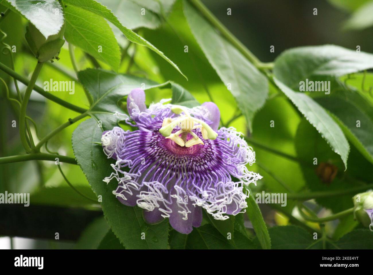 Purple-colored Passion flower (Passiflora cincinnata) in bloom : (pix SShukla) Stock Photo