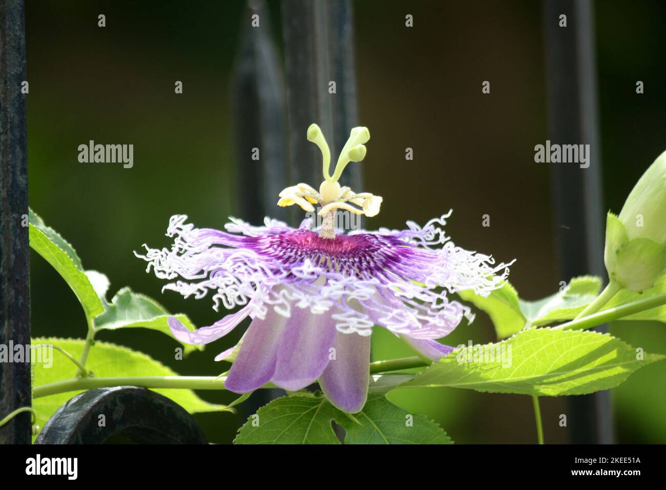 Purple-colored Passion flower (Passiflora cincinnata) in bloom : (pix SShukla) Stock Photo