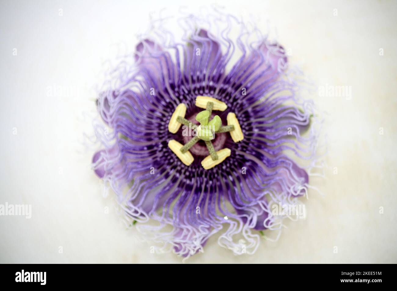 Purple-colored Passion flower (Passiflora cincinnata) in bloom : (pix SShukla) Stock Photo