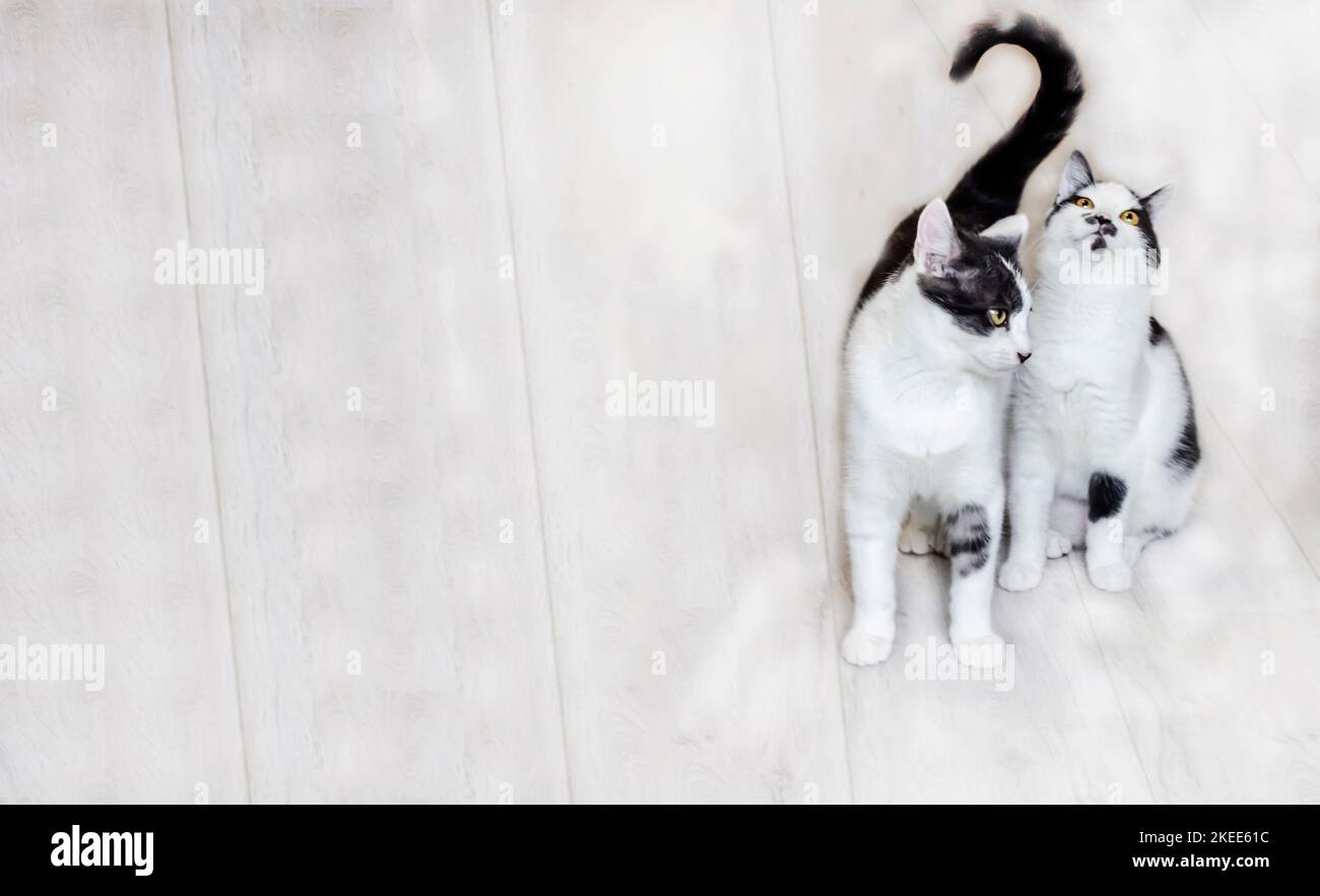 Black and white cats close up, focus on the black cat. Light background