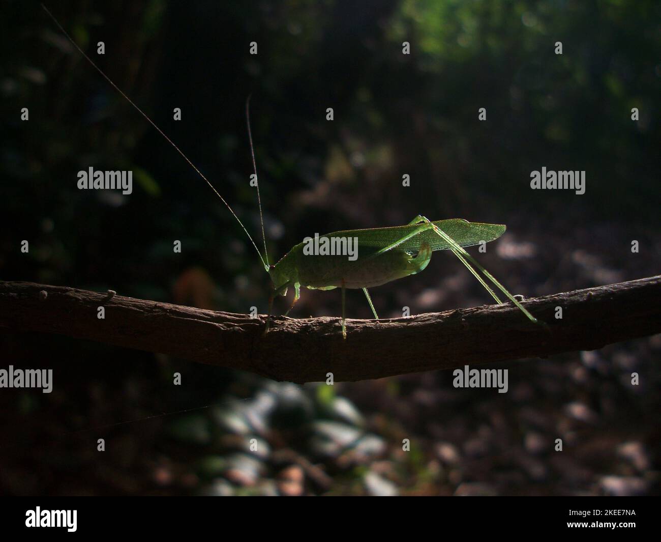long-horned grasshopper on a branch Stock Photo