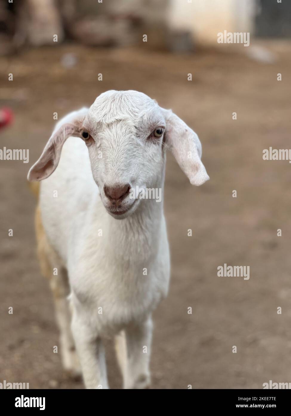 Cute baby goat sitting on a green meadow Stock Photo