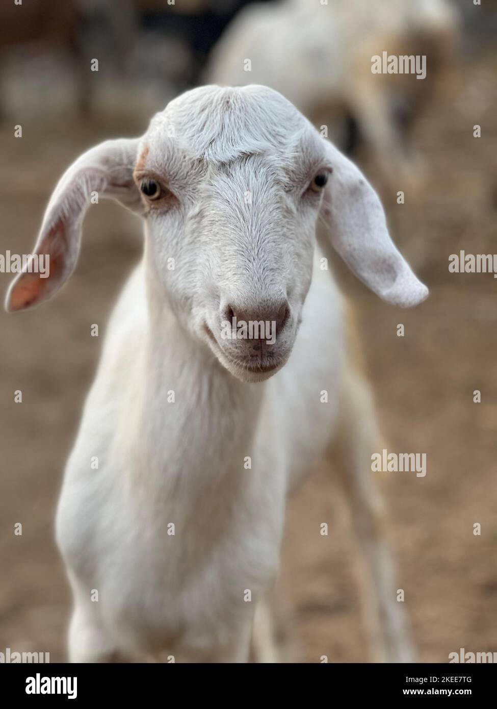 Cute baby goat sitting on a green meadow Stock Photo