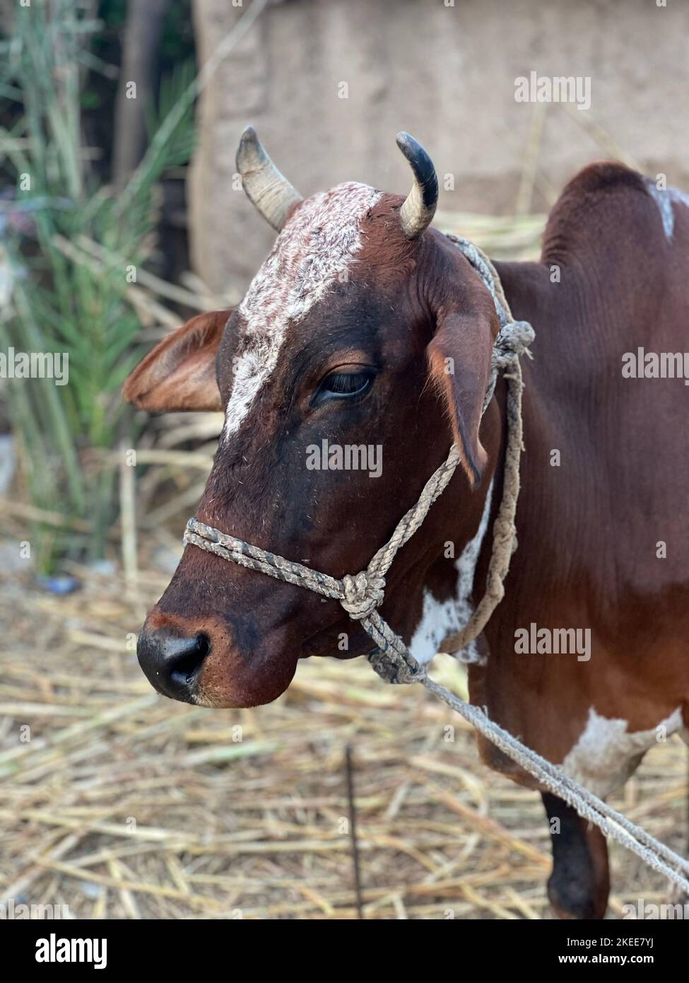 Portrait of a cow Stock Photo - Alamy