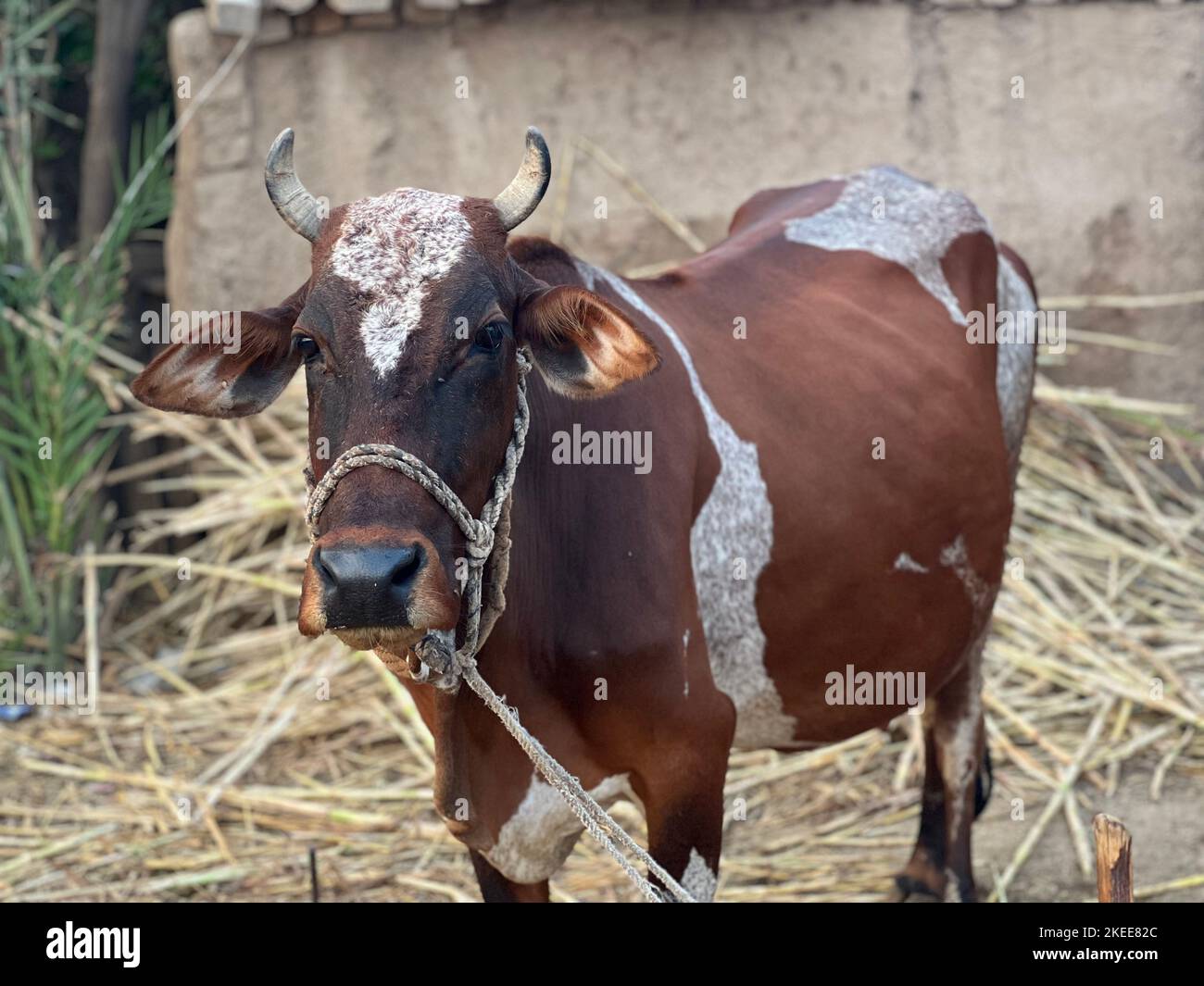Portrait of a cow Stock Photo - Alamy