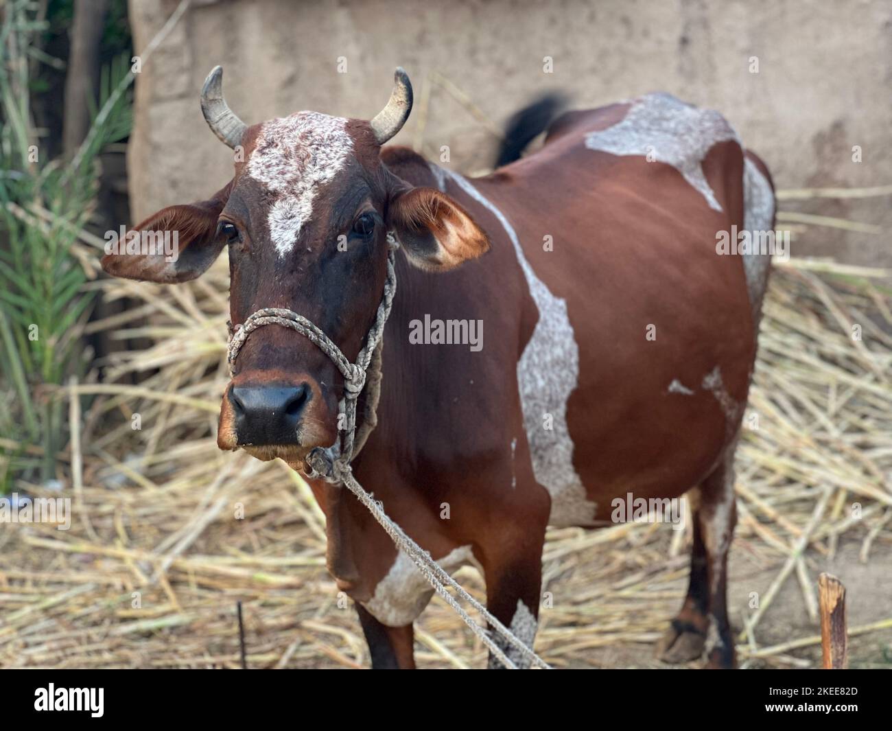 Portrait of a cow Stock Photo - Alamy