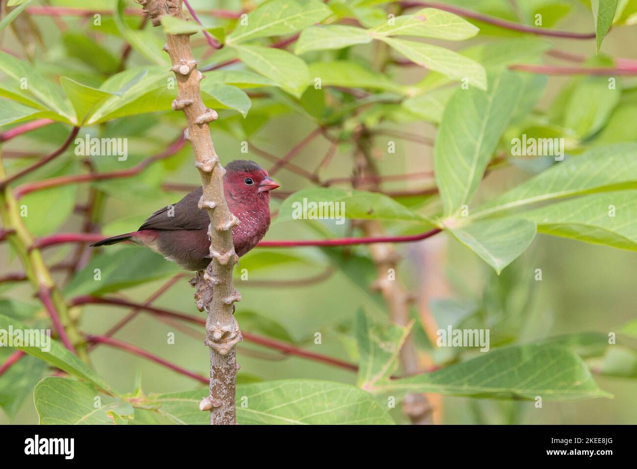 A selective focus shot of red-billed firefinch (lagonosticta senegala) perched on a branch Stock Photo
