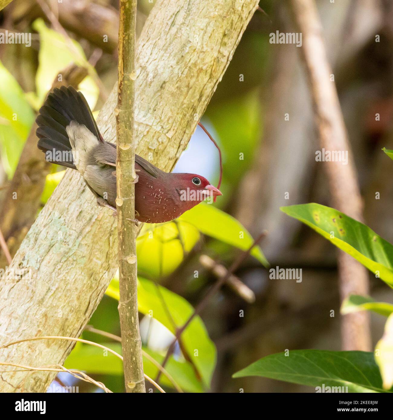 A selective focus shot of red-billed firefinch (lagonosticta senegala) perched on a branch Stock Photo