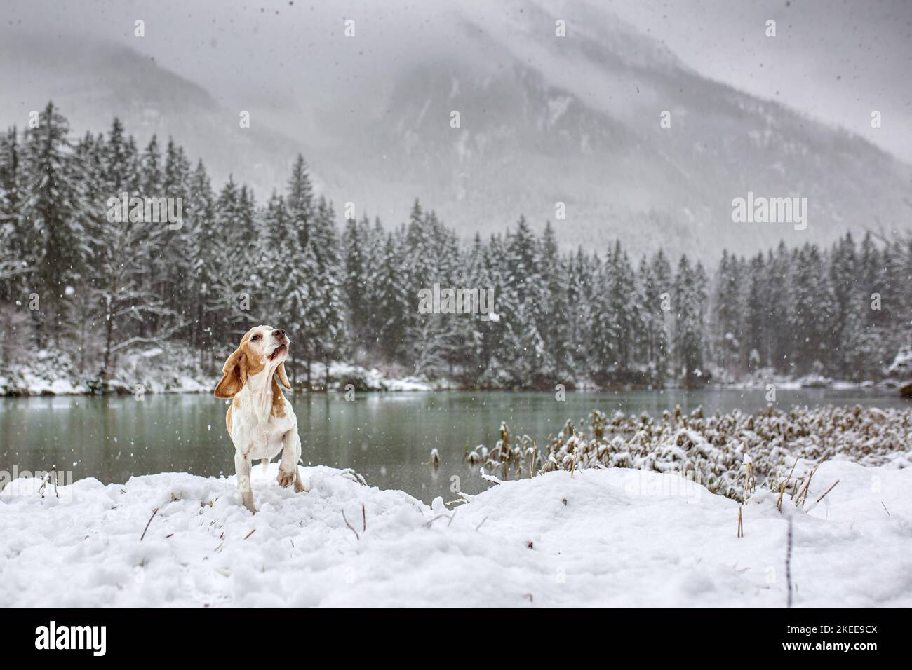 Beagle in the snow Stock Photo