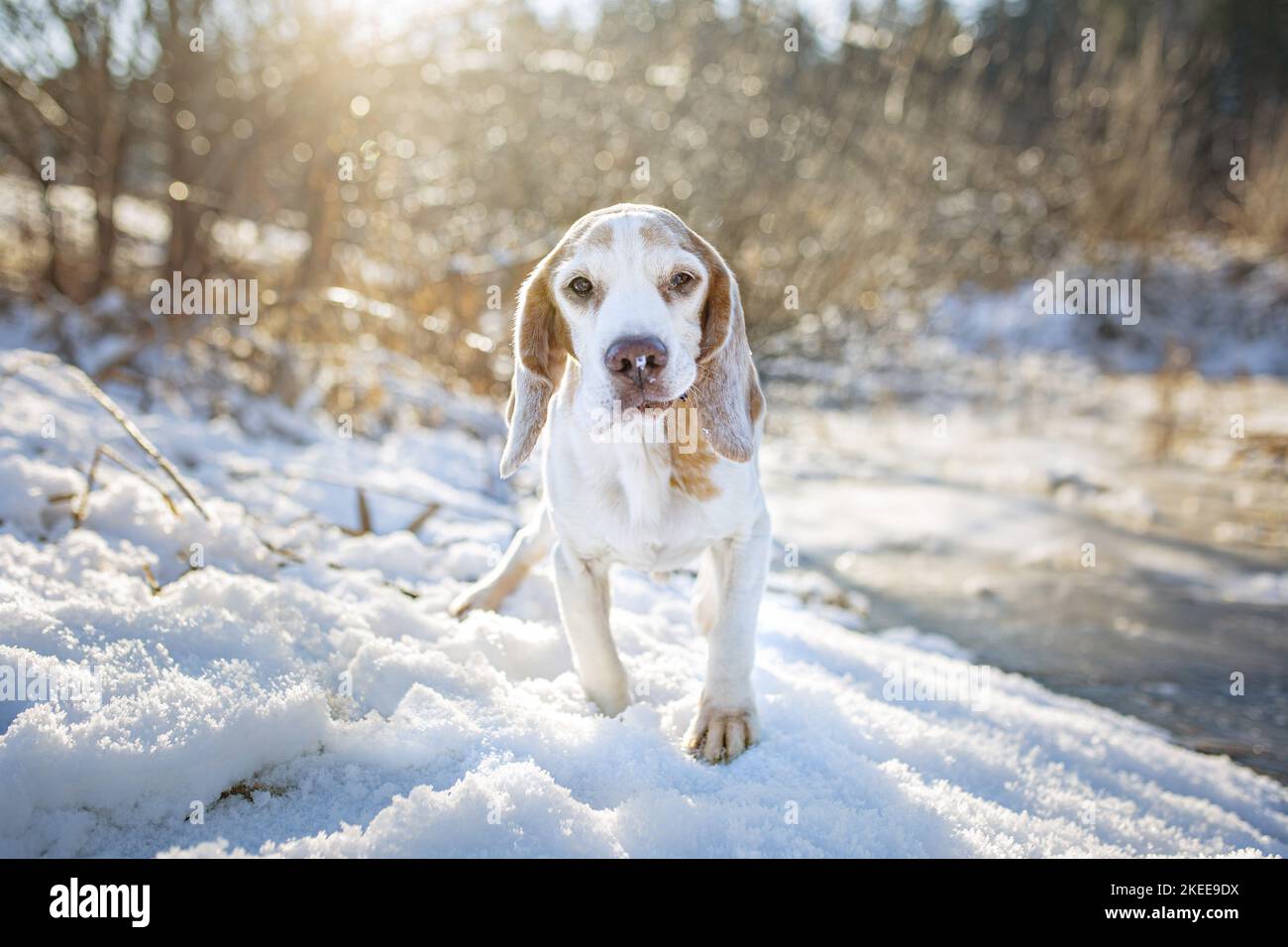 Iced water dog hi-res stock photography and images - Alamy
